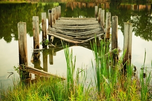 The Swamp